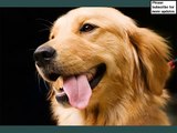 Golden Retriever Dogs | dog breed Golden Retriever picture collection ideas