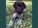 German Shorthaired Pointer Dogs | lovely pics of dog breed German Shorthaired Pointer dogs