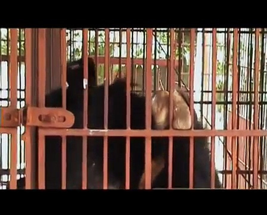 Moon Bears