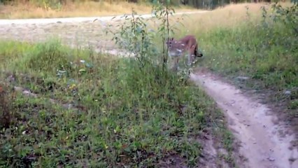 Cyclist comes face to face with a mountain lion hunting in the forest