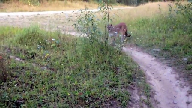 Un cycliste tombe nez-à-nez avec un puma en pleine foret : flippant!
