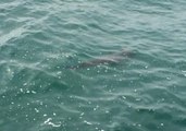 Newport Beach Closed After Hammerhead Shark Sighting