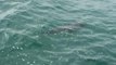 Newport Beach Closed After Hammerhead Shark Sighting