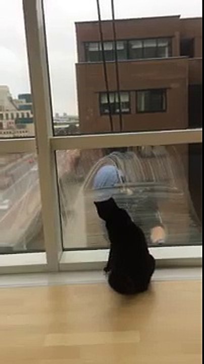 Le chat qui voulait laver les vitres