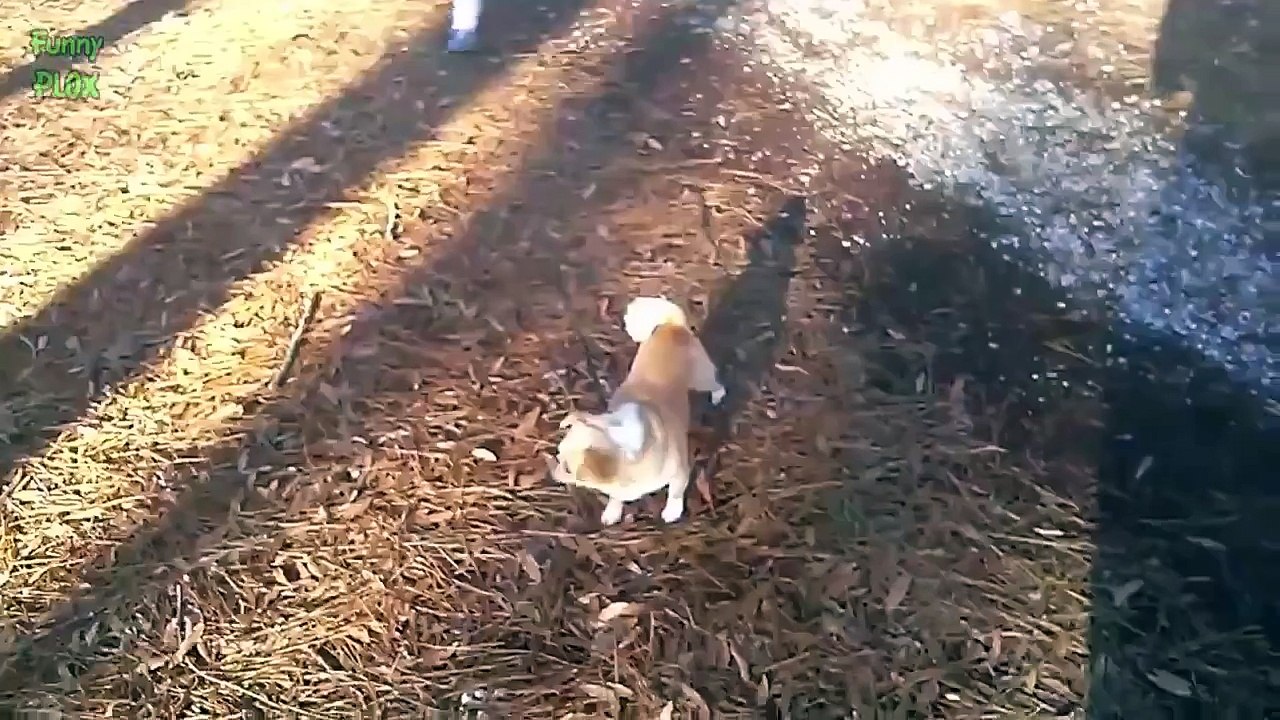 Cute Babies Walking Dogs Compilation