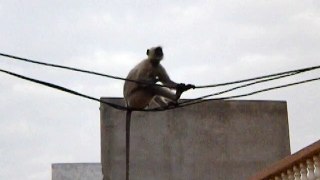 Monkey on Wire