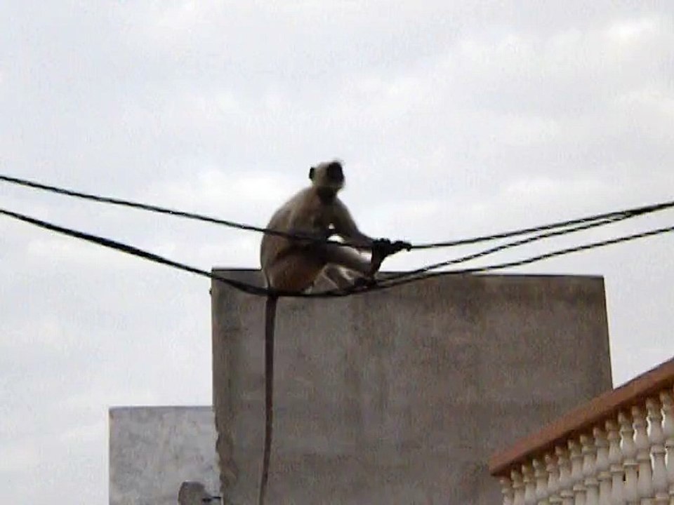 Monkey on Wire