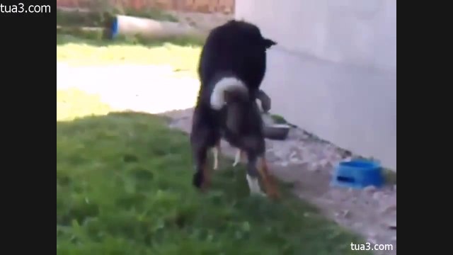 dogs Mating dogs funny animal mating