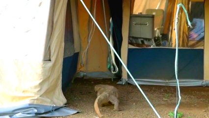 Komodo Ejderi Çadıra Girdi