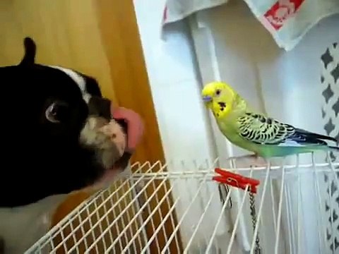 ★ PERRO CHISTOSO QUIERE CONOCER AL PERICO ★ Perros Locos - Humor Perros Divertidos Chistosos