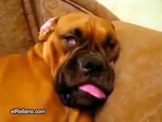 ★ PERRO DURMIENDO DE MANERA EXTRAÑA - Perros Locos Humor Divertidos Chistosos risa
