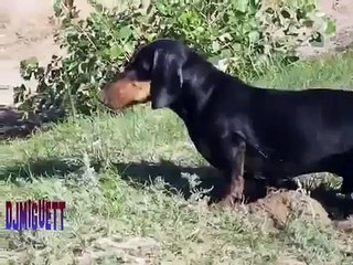 ★ PERRO ENFADADO NO ENCUENTRA A SU HUESO! - Perros Locos Humor Divertidos Chistosos risa