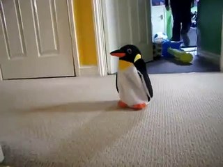 ★ PERRO ENFRENTA AL PINGUINO, JAJA - INEDITO - Perros Locos Humor Divertidos Perros Chistosos Risa