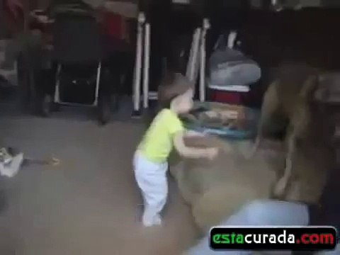 ★ PERRO HACE COSQUILLAS AL NIÑO - Perros Locos Humor Divertidos Chistosos risa