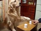 ★ PERRO INTELIGENTE, EN CUAL ESTA LA COMIDA - Perros Locos Humor Divertidos Chistosos risa