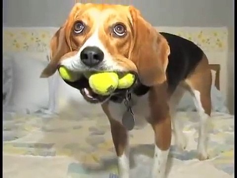 ★ PERRO JUEGA CON 4 PELOTAS - Perros Locos Humor Divertidos Chistosos risa