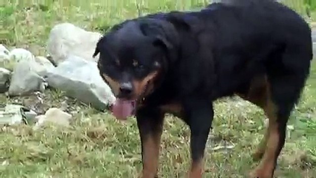 ★ PERRO LOCO LE LADRA A LA PIEDRA ★ Perros Locos Humor Divertidos Chistosos risa
