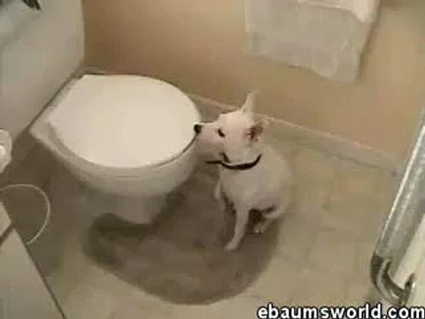 ★ PERRO LOCO NO ENTIENDE COMO FUNCIONA EL INODORO JAJA - MUY BUENO! Perros Locos Humor Divertidos