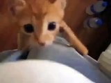 Gatito Esta Muerto De Hambre! POBRE ★ Gato divertido gato chistoso gato tierno loco risa humor