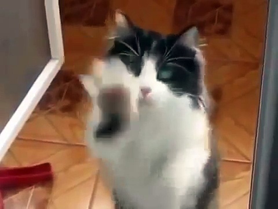 El Gato Limpia Virdrios! ★ Gato divertido gato chistoso gato tierno loco risa humor