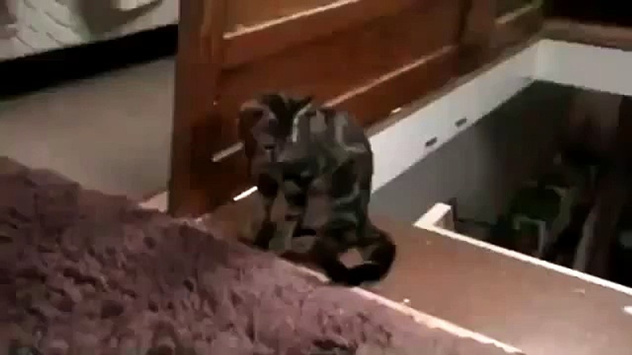 El Gato Mas Malo Del Mundo! ★ Gato divertido gato chistoso gato tierno loco risa humor