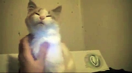 Escucha El Ronroneo De Mi Gato! ★ Gato divertido gato chistoso gato tierno loco risa humor