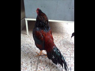 Aseel Murgha pota safai Dr.Ashraf Sahibzada