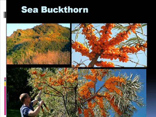 Seabuckthorn  Aik zabardust poda  Dr.Ashraf Sahibzada