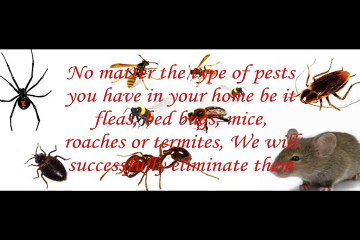 Exterminator in NYC Protects Your Home from Future Difficulties