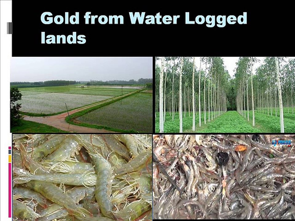 Water logging (Saim) aur Salinity  Dr.Ashraf Sahibzada