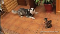 Dogs Annoying Cats with Their Friendship. 