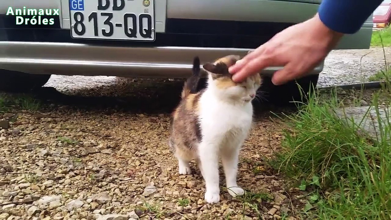 Chat mignon demande à être choyé mignon et drôle animaux Animaux