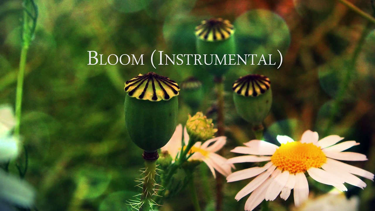 The Paper Kites Bloom (Instrumental by Kuczajs)