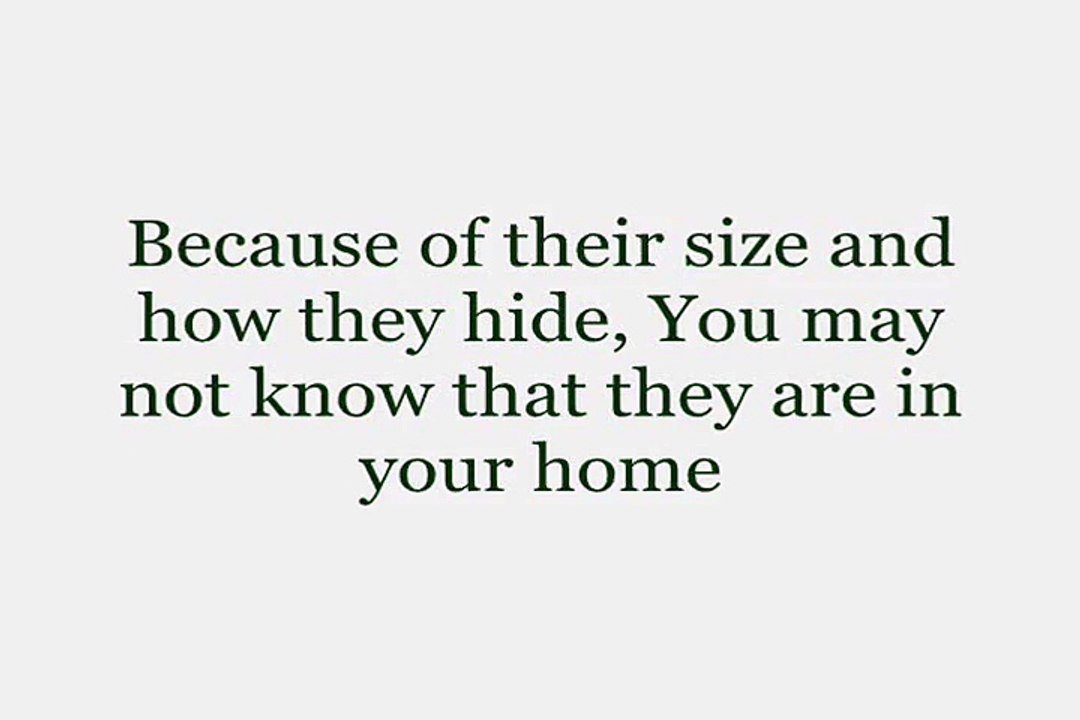 Eliminate Bed Bugs So Contact Bed Bug Exterminator Manhattan