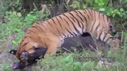 Boar vs Tiger   Tiger Attack #HD