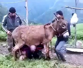 Amazing Funny Donkey Video Must Watch