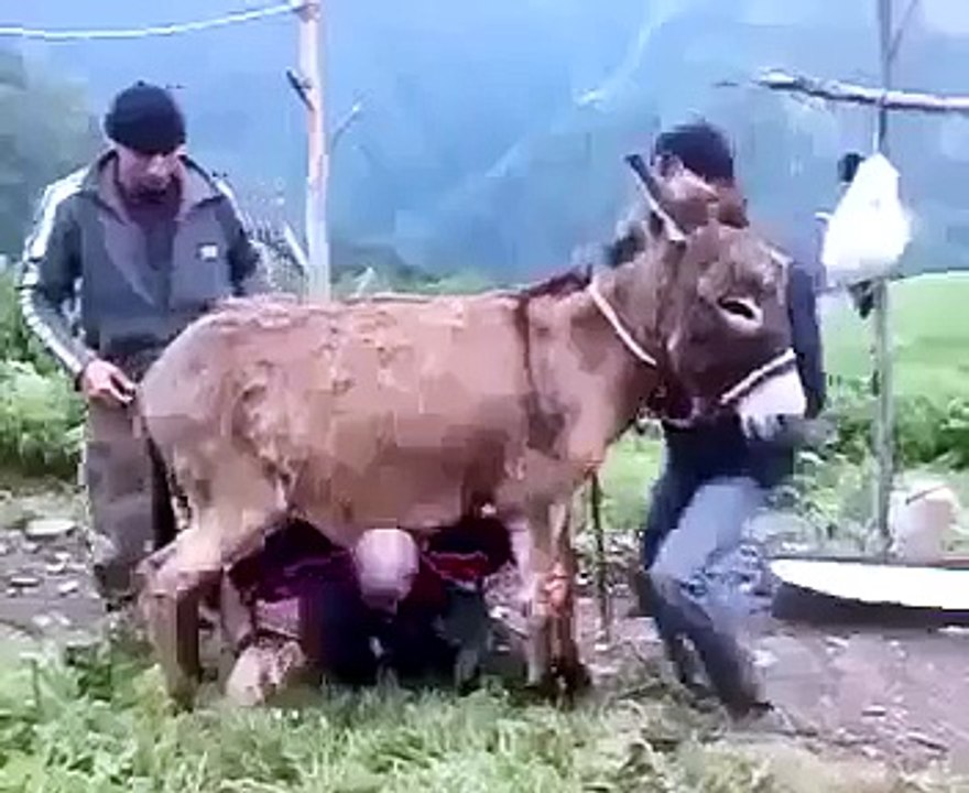 Amazing Funny Donkey Video Must Watch