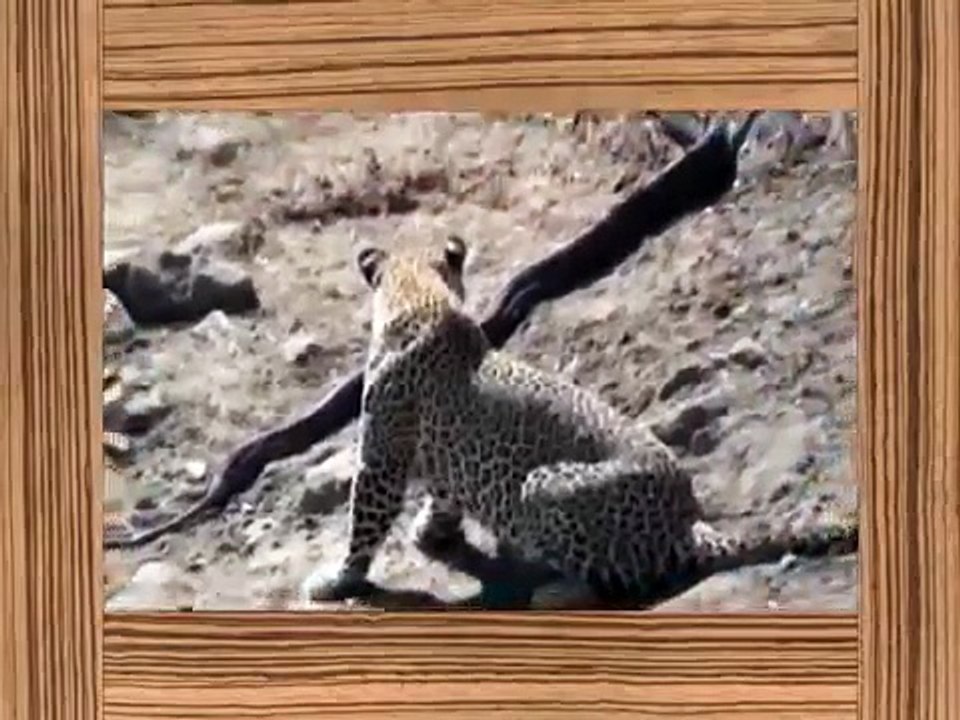 Leopard Attack Snake   Animal Attacks