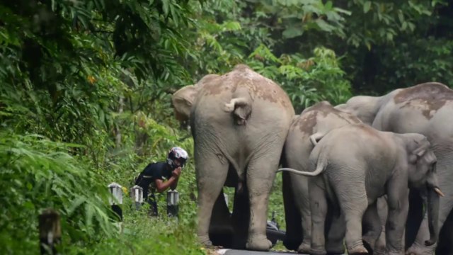 Increíble: Motorista suplica a elefantes que no ataquen
