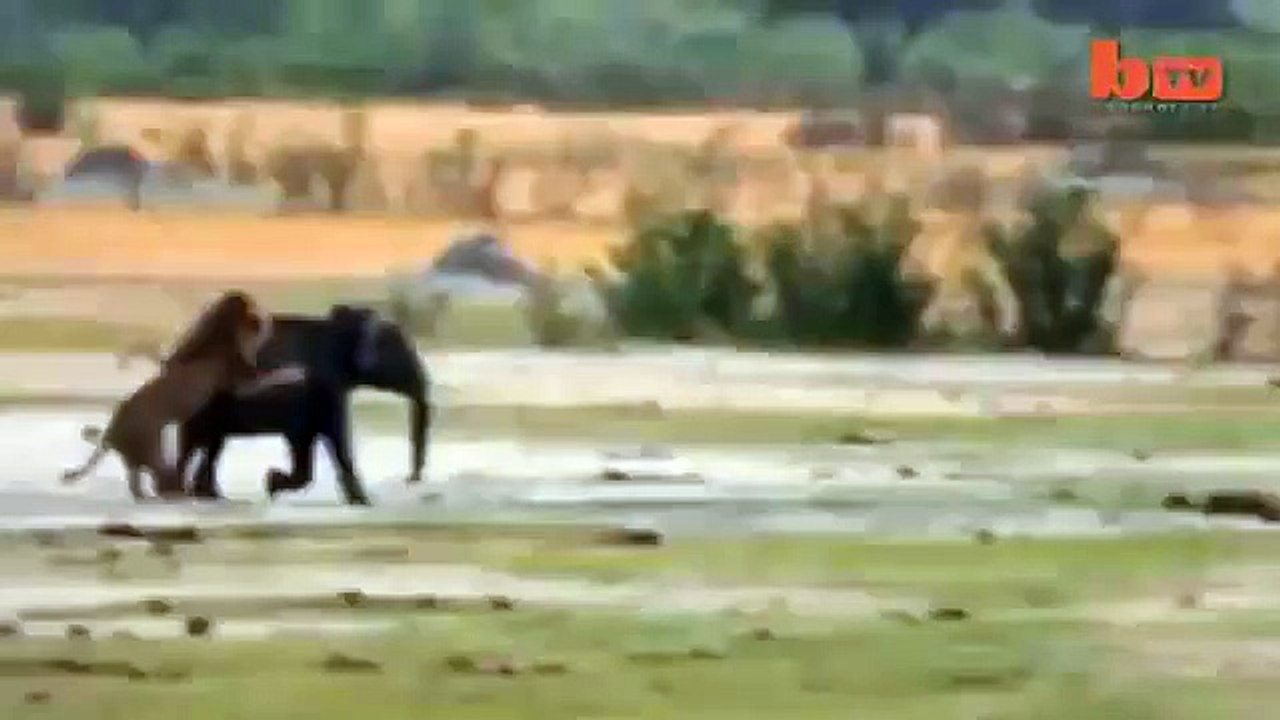 Lion vs Elephant Fight - Helpless Elephant #HD