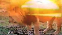 Lions Attack & Kill Hyena - Lions Hyenas Wars