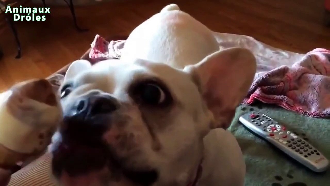 Chiens drôles manger la crème glacée pour la compilation Première Fois