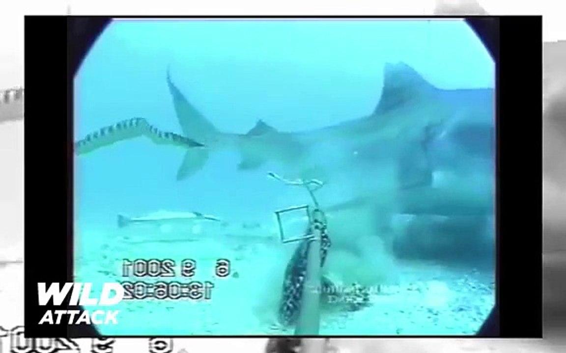 Shark vs Python #HD
