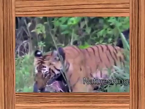 tiger attack tiger attack wild boar tiger vs boar tiger vs wild boar HD