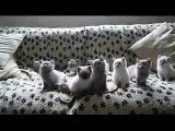 ★ EL BAILE DE LOS GATITOS (SIN TRUCOS) ★ Video Gatos Locos - Humor Gatos - Gatos Divertidos