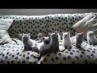 ★ EL BAILE DE LOS GATITOS (SIN TRUCOS) ★ Video Gatos Locos - Humor Gatos - Gatos Divertidos