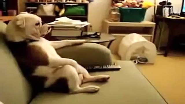 ★ ESTE BULLDOG ES MAS HUMANO QUE YO! ★ Perros Locos - Humor Perros Perros Divertidos Chistosos