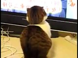 ★ Este Gato Me Asusto! ★ Los Mejores videos de gatos ★ Humor Gatos Chistosos Divertidos Risa