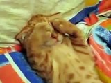 ★ ESTE GATO NO QUIERE SABER NADA DEL MUNDO (MUY TIERNO) ★ humor gatos video divertido chistosos