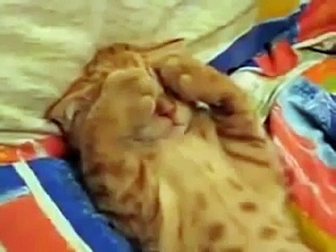 ★ ESTE GATO NO QUIERE SABER NADA DEL MUNDO (MUY TIERNO) ★ humor gatos video divertido chistosos